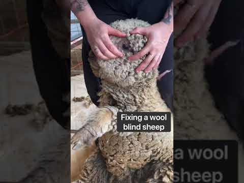, title : 'Wool Blind Sheep'