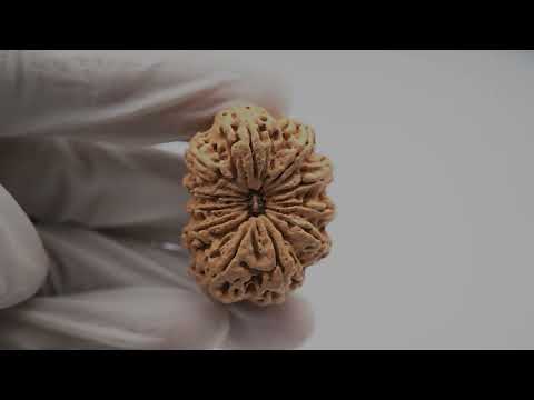 Rudraksha Product Image