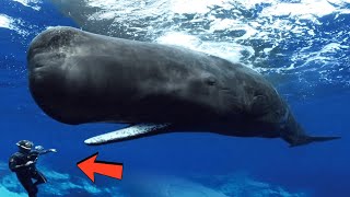Whale Suddenly Swallowed A Diver 5 Minutes Later, Everyone Was Extremely Shocked To See