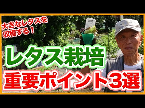 8月に子羊のレタスを播種するにはどうすればよいですか？冬のサラダを楽しむための 7 つのメンテナンス方法  庭園