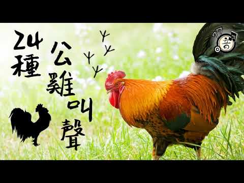 公雞 叫