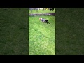 Silky Terrier y Boston Terrier jugando