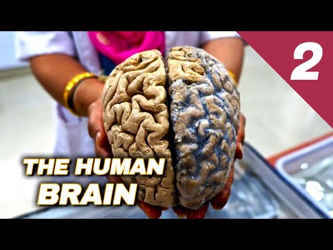 The Human Brain: How Does It Work? // Episode 02
