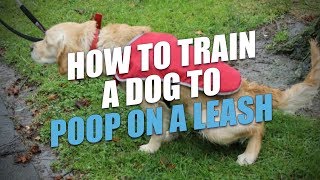 How to Train a Dog to Poop On a Leash (the Easy Way)