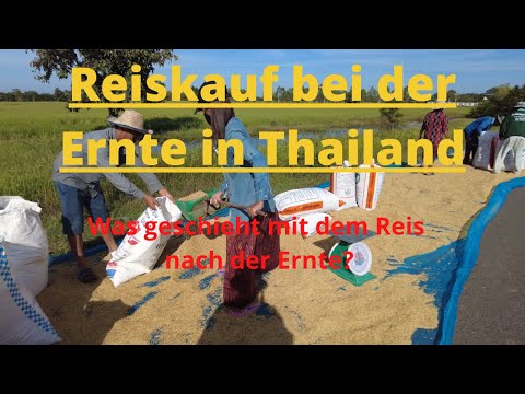 Reiskauf bei der Ernte in Thailand, Was geschieht mit dem Reis nach der Ernte?