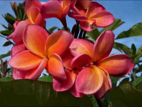 Amazing and Most Beautiful Plumeria Flowers Pictures