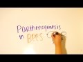 Parthenogenesis