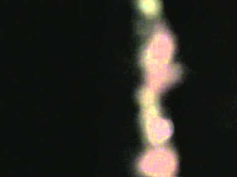 Presentación Revoltosos 2011