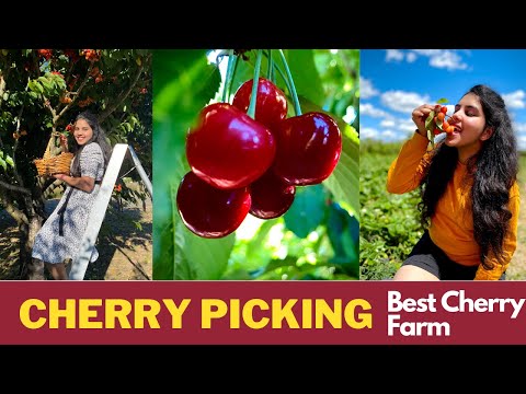 Cherry Farm | Cherry picking | Cherry Farms in USA | Cherry Picking Vlogs | Telugu Vlogs in USA