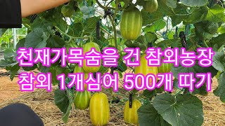 천채가 목숨걸고 참외 1개심어 500개  따기 중간점검 세상에 이런일이,인간극장,전원일기참외 키우기,참외 순…