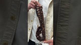 Download lagu Costco Sushi In Japan mp3