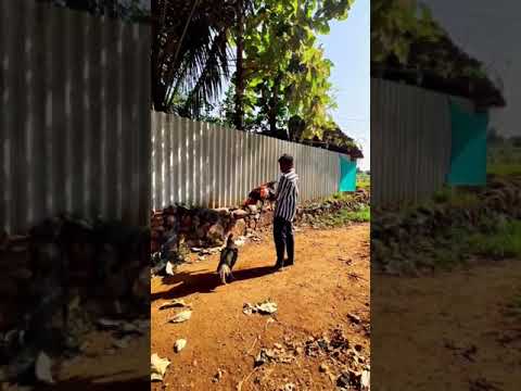 Sandai Seval Watsapp Status in Tamil | #shorts #rooster #pets #aseel #viral #trending