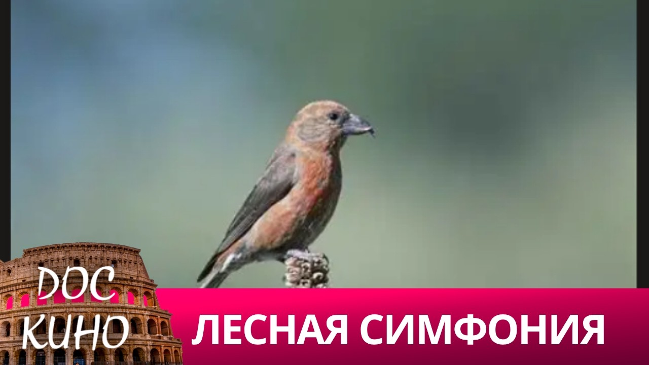 🎭ЛЕСНАЯ СИМФОНИЯ 🌎 ДОКУМЕНТАЛЬНОЕ КИНО 🎆 2016