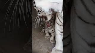 Download lagu Harimau Putih | bayi harimau putih | #harimauputih #harimauputih mp3 Download lagu Harimau Putih | bayi harimau putih | #harimauputih #harimauputih mp3