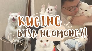 Download lagu Viral Talking Cat, Not Fed? Let's Get to Know Kootie ๐ป / Talking Cat mp3 Download lagu Viral Talking Cat, Not Fed? Let's Get to Know Kootie ๐ป / Talking Cat mp3