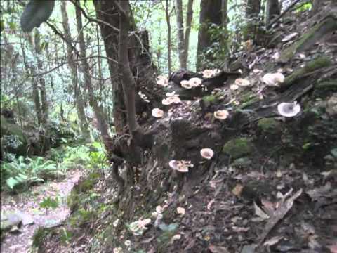 The Junction Rock Circuit