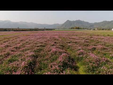 苅田町を空からご紹介　～レンゲ畑が広がる春の苅田町～