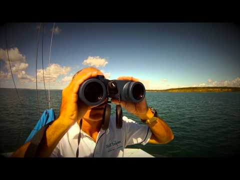 Blue Dolphin Marine Tours