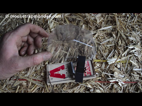 A Skunk Stole My Dead Mouse! The Mercy Kill Mouse Trap System In Action. Video