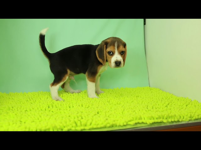 ブリーダー/ショップマロニエケンネル MARRONNIER KENNELのビーグルで番号が2747です