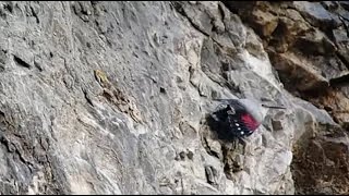 preview picture of video 'Wallcreeper - Tichodroma muraria - Tichodrome - Rotskruiper / Dinant - Belgium / 4-1-2015'