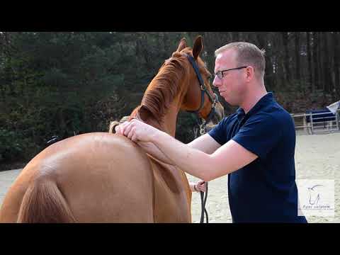 Imagefilm Equi Salutem