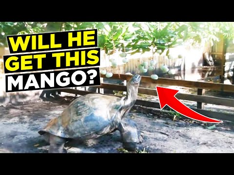 YouTube Video sdBtAOVmP50