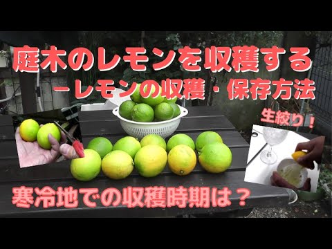 凍ったレモンの木を保存するにはどうすればよいですか？春に生い茂る木を守るための 4 つのステップ  庭園