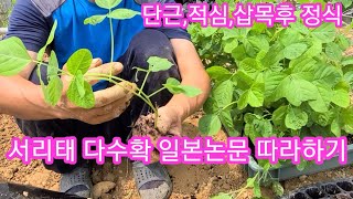 서리태콩,검은콩 다수확 일본논문 따라하기(단근,적심,삽목) 정식했습니다~ 서리태 심는시기 서리태간격 귀농,귀…