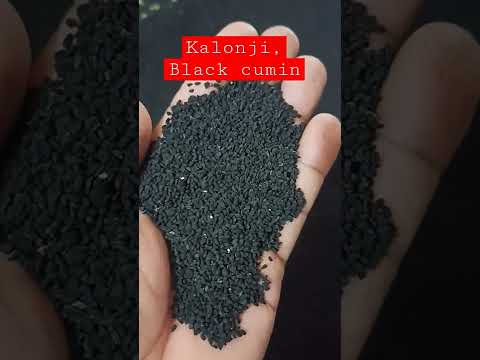 BLACK CUMIN | KALONJI |"Exploring the Richness of Black Cumin Seeds: Flavor, Benefits, and Beyond"