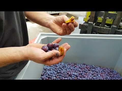 Hauszwetschgenernte!