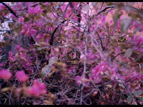 3. PELAS PARTES - Moisés da Torre e Lacerda (Cultivando Flores)