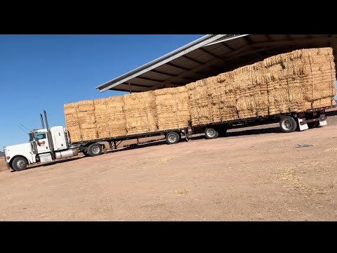 Hay Squeeze Loading Straw Hay !! (ONLY 18)