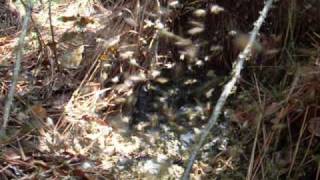 Yellow Jackets East Lake  FORIDA  KILLER  BEES