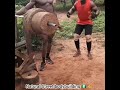 Muscle madness | Noexcuses |African Natural Bodybuilder train legday with local made weight #gym