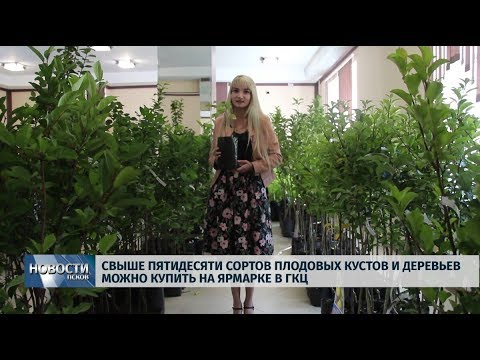05.09.2019 / Свыше пятидесяти сортов плодовых кустов и деревьев можно купить на ярмарке в ГКЦ