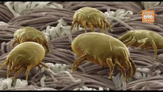 consulenza live ecco come combattere le allergie in casa
