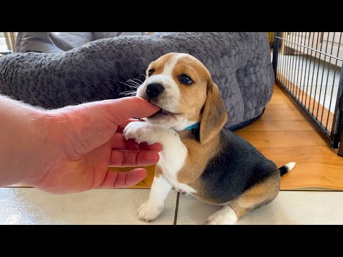 hogyan lehet a beagle fogyni
