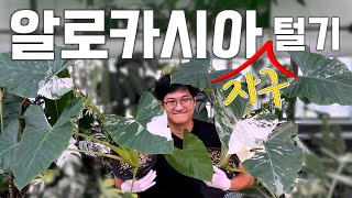 자구 없는 자구 털기