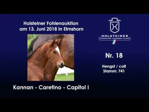 Holsteiner Fohlenauktion im Juni | Nr. 18 v. Kannan - Caretino