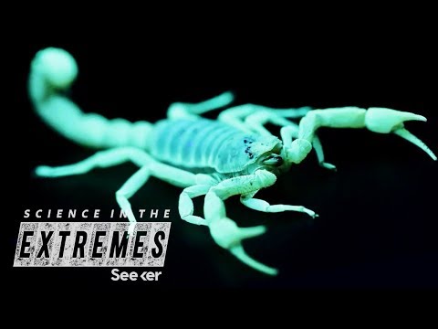 This Scientist Is Racing Extinction To Discover New Species of Arachnids