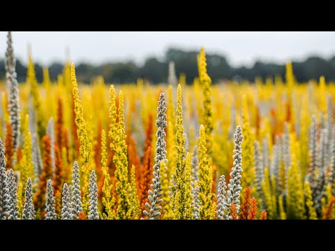 Heide-Saison 2021 - ein Flug über die bunten Felder der Gärtnerei Melle in Ganderkesee