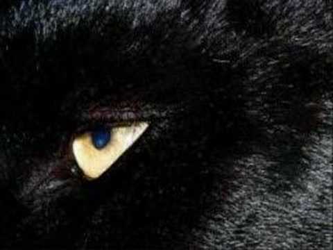 download lagu mp3 mp4 Der Panther, download lagu Der Panther gratis, unduh video klip Der Panther