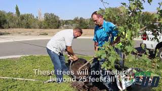 Benton PUD Plants Powerline Friendly Trees in Benton City