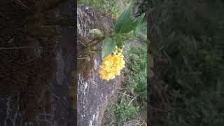 Wild Orchid Yellowish Color @Informer Insights