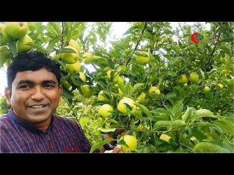 Apple Orchard (আপেল বাগান)- বাংলাদেশে হবে নিশ্চয় ?
