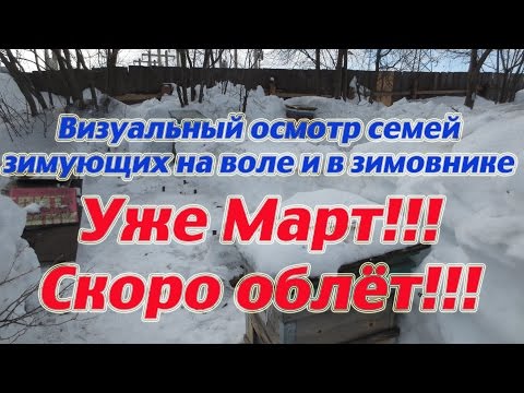 Поездка на пасеку и контроль семей Карники F1 Пешец зимующих на воле и в зимовнике. Beekeeping.