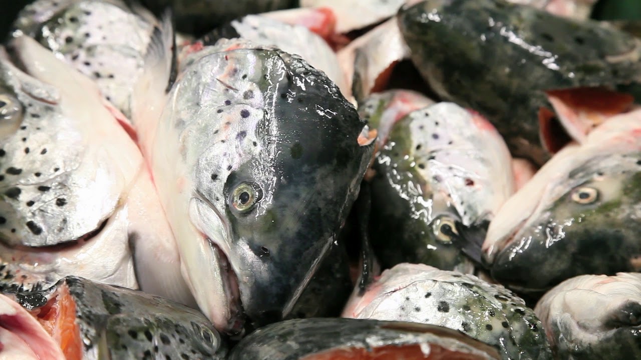 Aquaculture Today: Sustainability