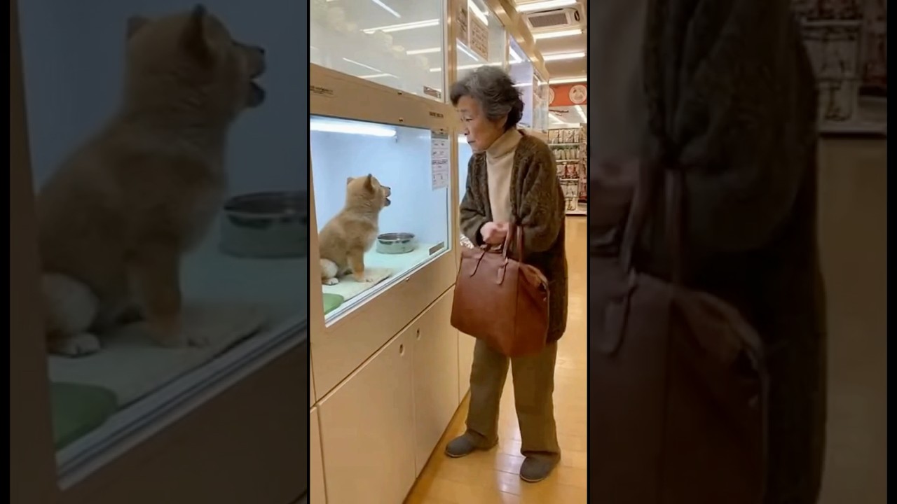 おばあちゃんが動物を助ける？