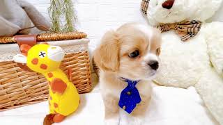 ハーフ犬の動画01